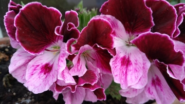 обоя цветы, герань