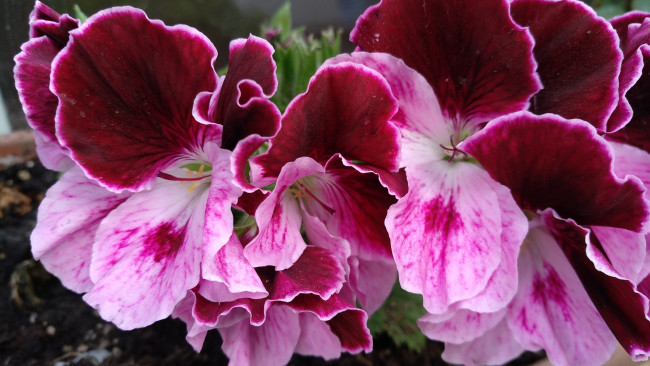 Обои картинки фото цветы, герань