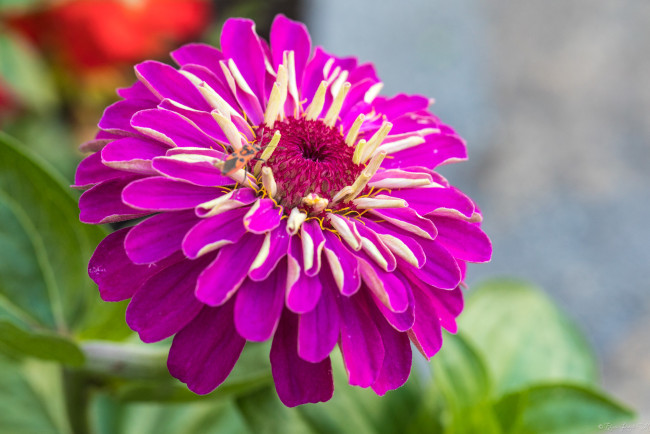 Обои картинки фото цветы, цинния, цветок