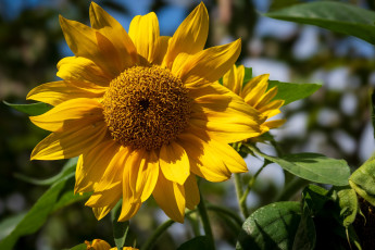 обоя цветы, подсолнухи, желтый, подсолнух, макро