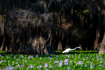 Картинка животные цапли +выпи птица