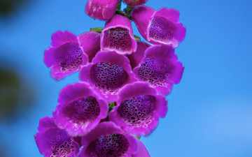 обоя цветы, дигиталис , наперстянка, лиловый, дигиталис, макро