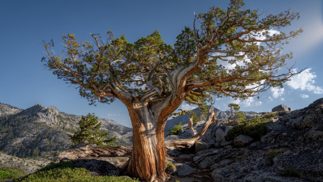Обои картинки фото природа, деревья, горы, камни, дерево, старое