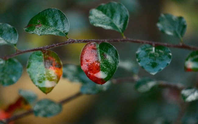 Обои картинки фото природа, листья, ветка, мокрые