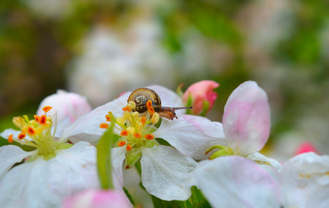 Обои картинки фото животные, улитки, улитка