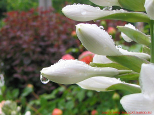 Картинка цветы