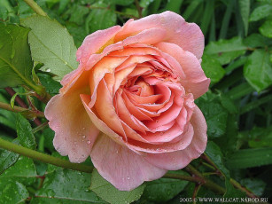 Картинка цветы розы