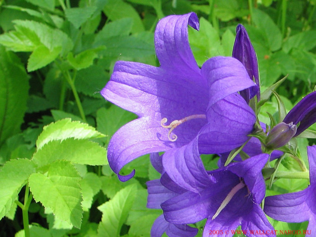 Обои картинки фото цветы, колокольчики