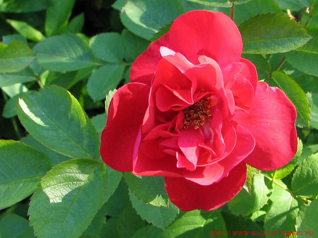 Обои картинки фото цветы, розы