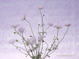 Картинка цветы луговые полевые