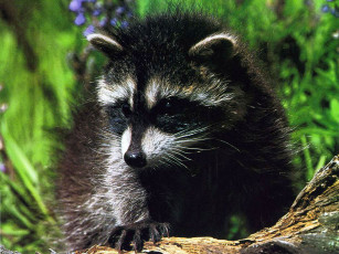 Картинка животные еноты