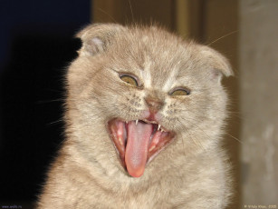 Картинка животные коты