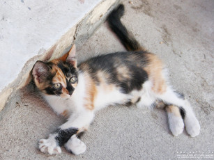 Картинка животные коты