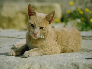 Картинка животные коты