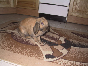 Картинка животные кролики зайцы