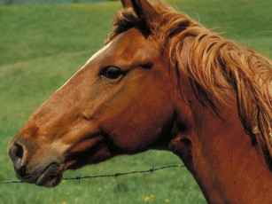 Картинка животные лошади