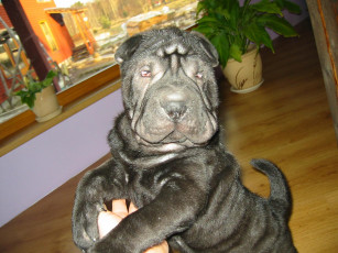 Картинка животные собаки