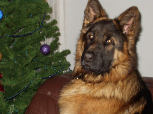 Картинка животные собаки