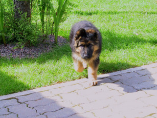 Картинка животные собаки