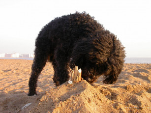 Картинка животные собаки