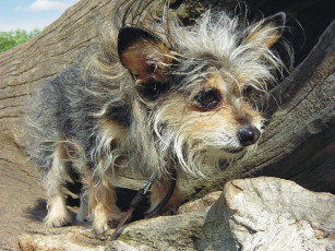 Картинка животные собаки