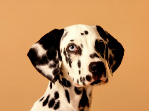 Картинка животные собаки