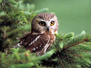 Картинка животные совы