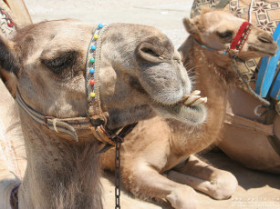 Картинка животные верблюды