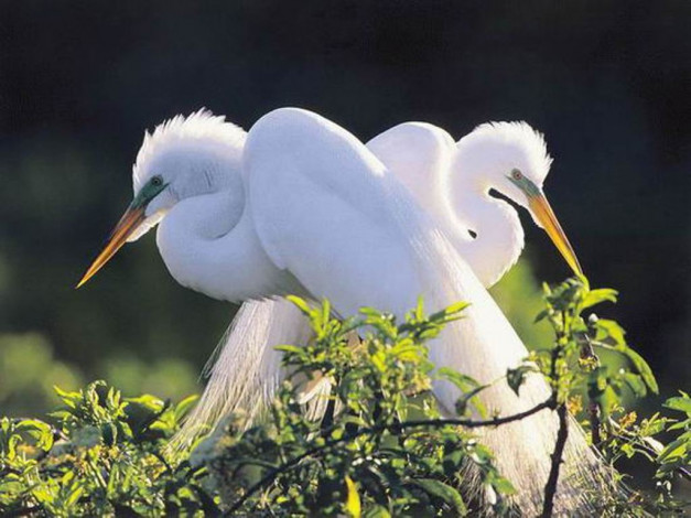 Обои картинки фото животные, цапли