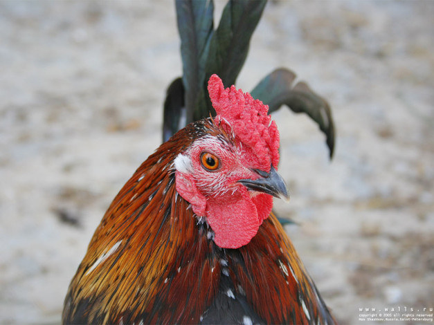 Обои картинки фото животные, куры, петухи