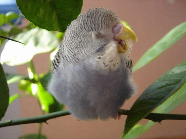 Обои картинки фото животные, попугаи