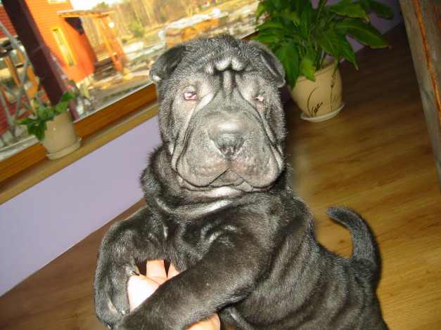 Обои картинки фото животные, собаки