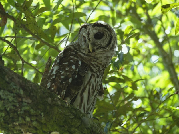 Обои картинки фото животные, совы