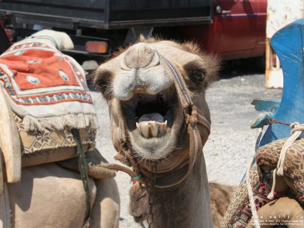 Обои картинки фото животные, верблюды