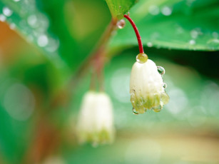 Картинка цветы луговые полевые