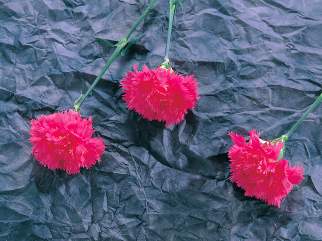 Обои картинки фото цветы, гвоздики