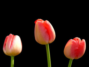 Картинка цветы тюльпаны