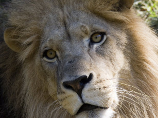 Картинка животные львы