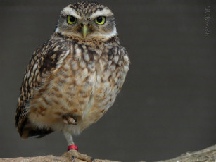 Картинка животные совы