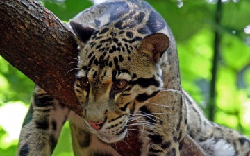 Картинка животные леопарды