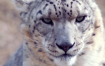 Картинка животные снежный барс ирбис