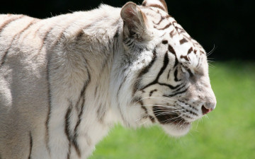 обоя животные, тигры