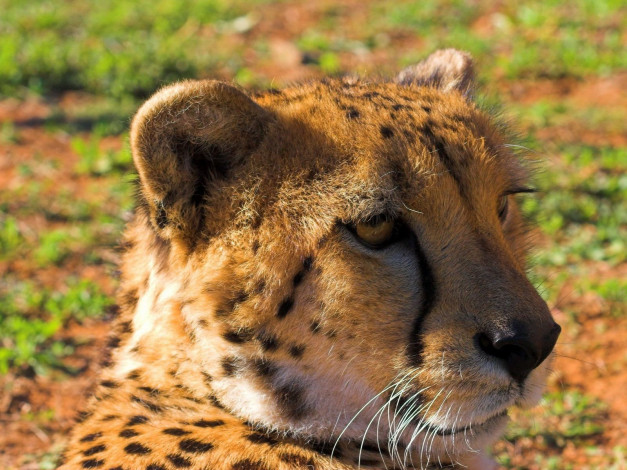 Обои картинки фото животные, гепарды