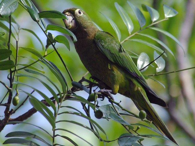 Обои картинки фото животные, попугаи