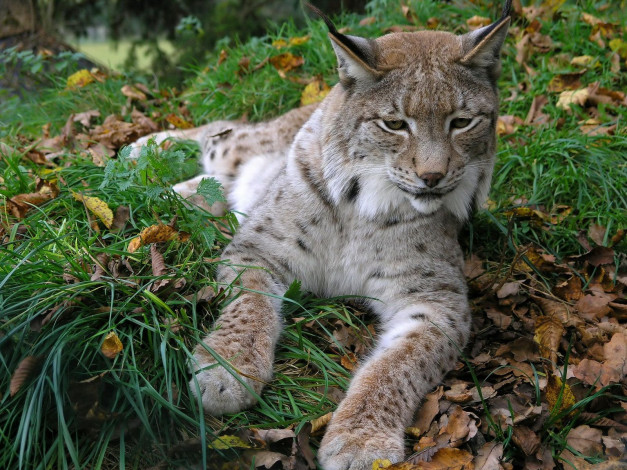 Обои картинки фото животные, рыси