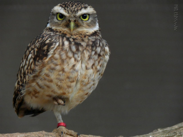 Обои картинки фото животные, совы