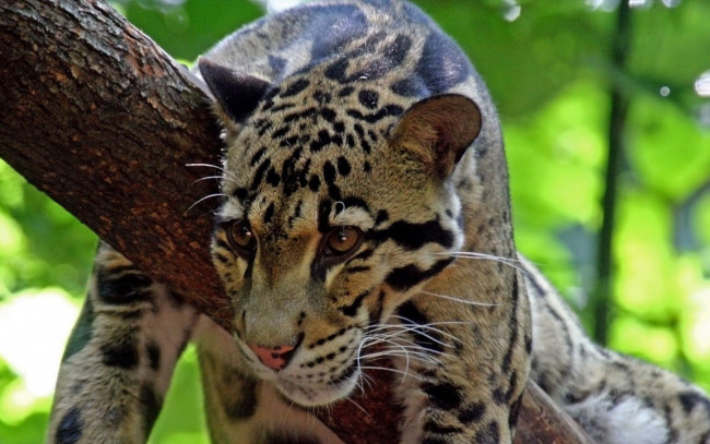 Обои картинки фото животные, леопарды