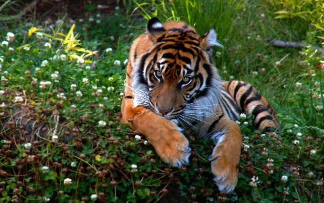 Обои картинки фото животные, тигры