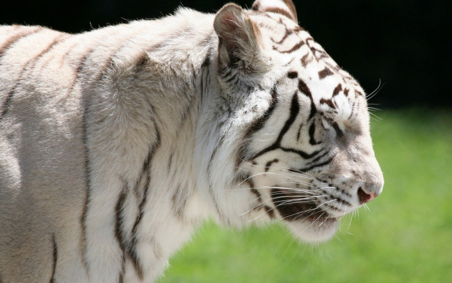 Обои картинки фото животные, тигры