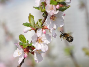 обоя цветы, цветущие, деревья, кустарники